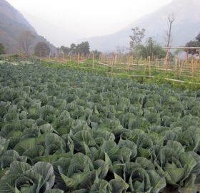 तरकारी खेतीको कमाइले रु ६० लाखको घडेरी