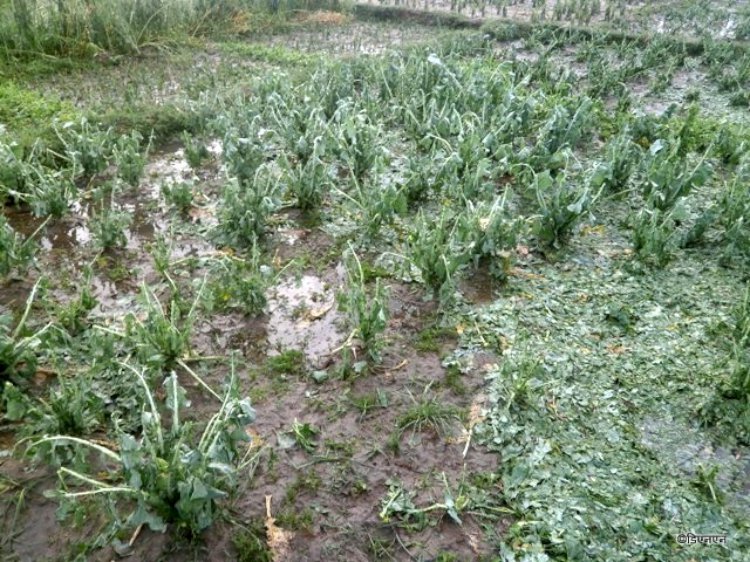 आधा किलोसम्मको असिना र बर्षा, लाखौँको क्षति