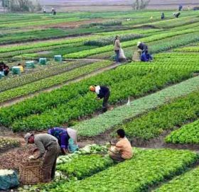 कञ्चनपुर : तरकारीमा परनिर्भरता घट्दै