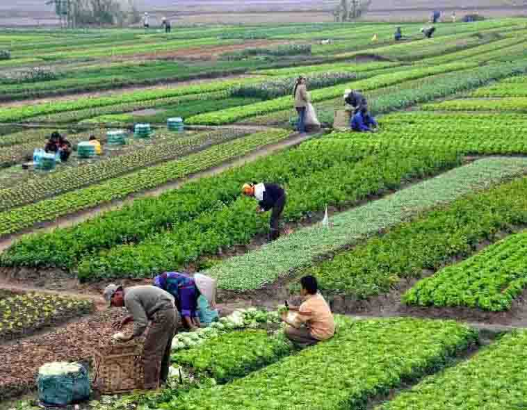 कञ्चनपुर : तरकारीमा परनिर्भरता घट्दै