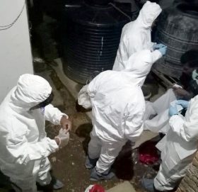 बर्ड फ्लू भेटिएपछि १३ सय कुखुरा नष्ट गरियो