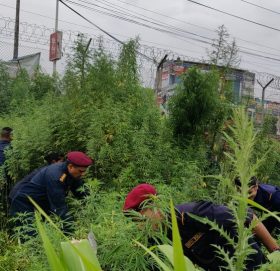 त्रिभुवन अन्तर्राष्ट्रिय विमानस्थलभित्र ५० हजार बोट गाँजा !