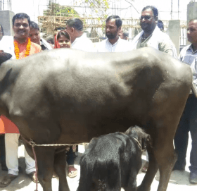 सरकारले दियो लैनो भैंसी उपहार र ३० हजार नगर