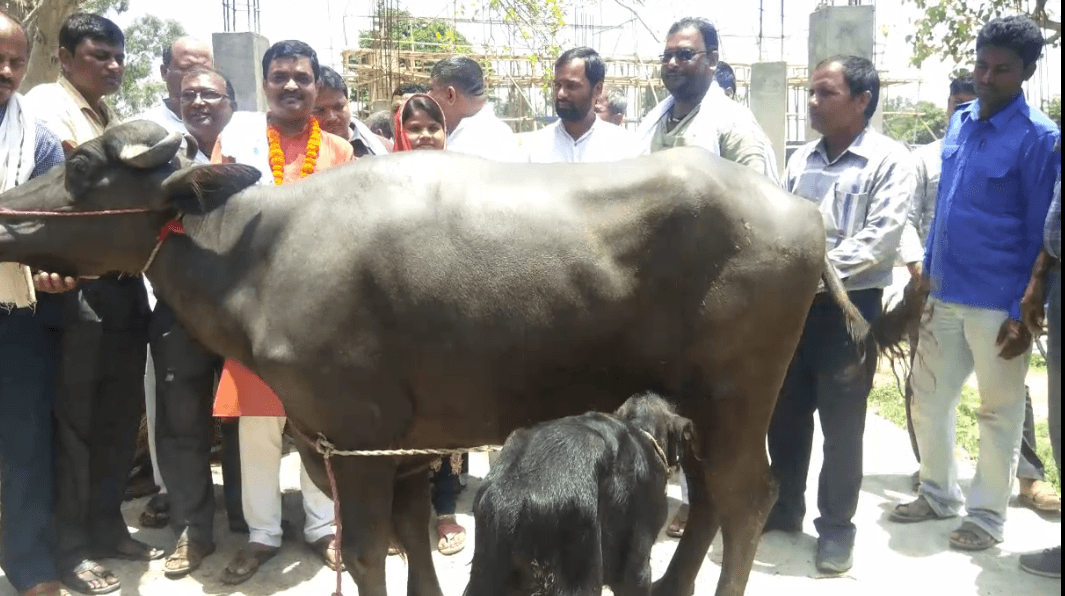 सरकारले दियो लैनो भैंसी उपहार र ३० हजार नगर
