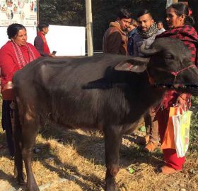काभ्रेमा किसानलाई पाडी उपहार