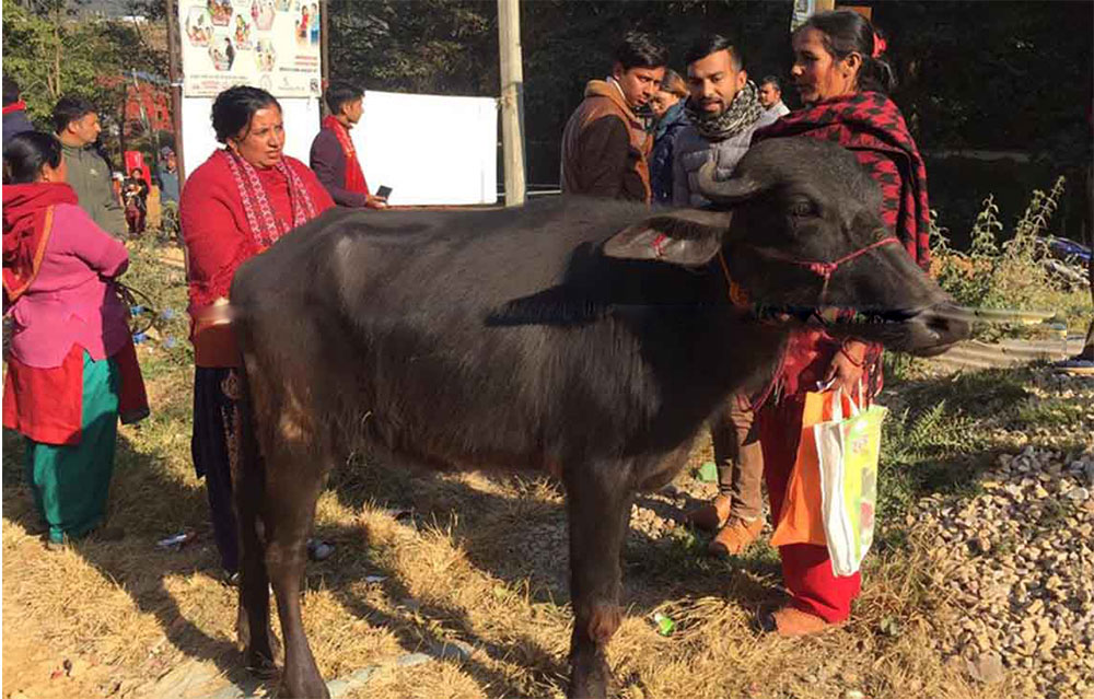 काभ्रेमा किसानलाई पाडी उपहार