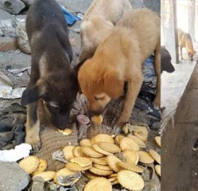 सडकका कुकुरलाई खाना बाढ्दै रोहित