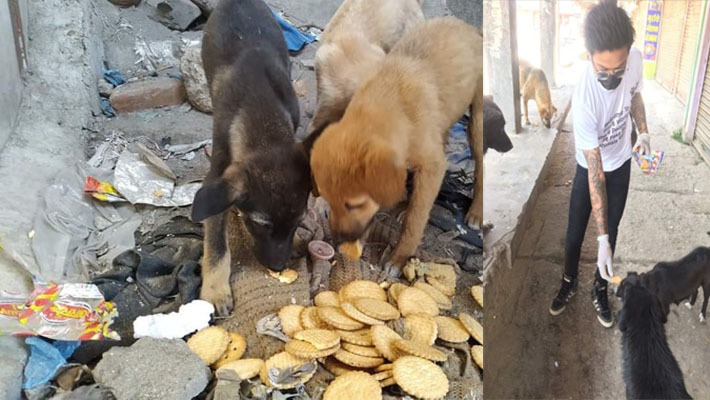 सडकका कुकुरलाई खाना बाढ्दै रोहित