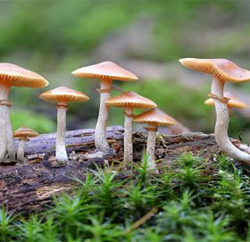 जंगली च्याउ खाँदा ६ जना बिरामी