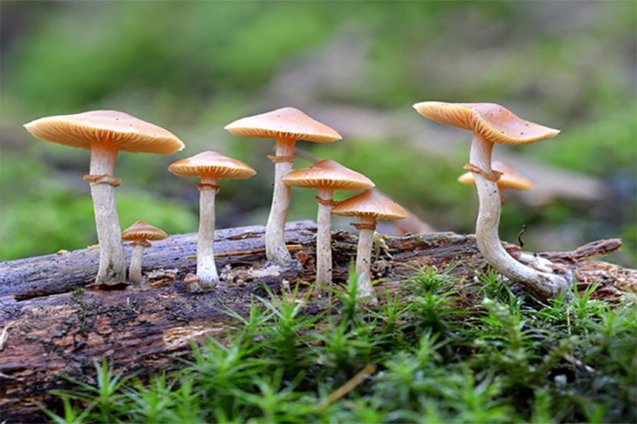 जंगली च्याउ खाँदा ६ जना बिरामी