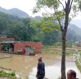 बाढीले पनौतीको कृषि क्षेत्रमा मात्रै २० करोडको क्षति