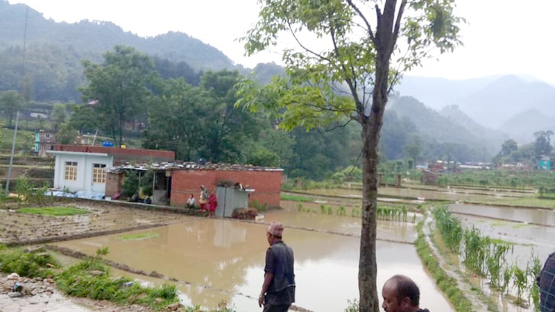 बाढीले पनौतीको कृषि क्षेत्रमा मात्रै २० करोडको क्षति