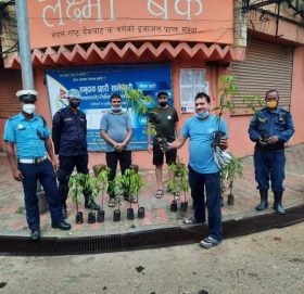 ग्रीन सिटीद्वारा बृक्षा रोपण