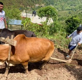 हलाे जाेत्न थाले पुर्वसभामुख महरा