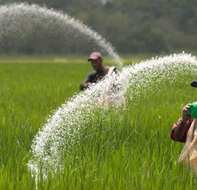 मलमा छलै छल