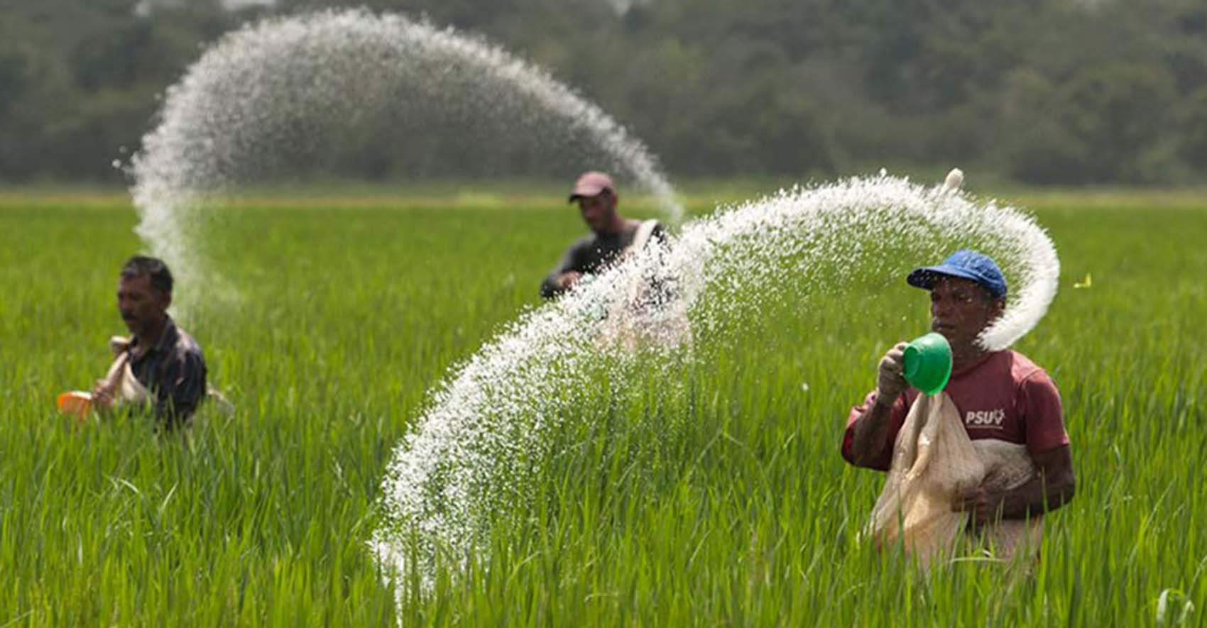 बंगलादेशसँग ५० हजार टन मल पैंचो लिइने