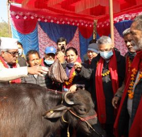 काभ्रेको पनौतीमा भैंसीको पाडी बितरण गर्न सुरु