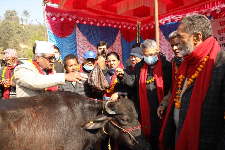 काभ्रेको पनौतीमा भैंसीको पाडी बितरण गर्न सुरु