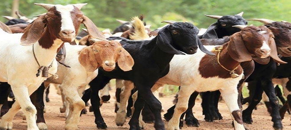 बाख्रापलनका लागि महिलालाई अनुदान