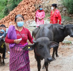काभ्रेको नमोबुद्धका किसानलाई अनुदानमा भैसी