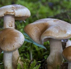 काभ्रेमा जंगली च्याउ खाँदा एकैघरका २ जनाको मृत्यु