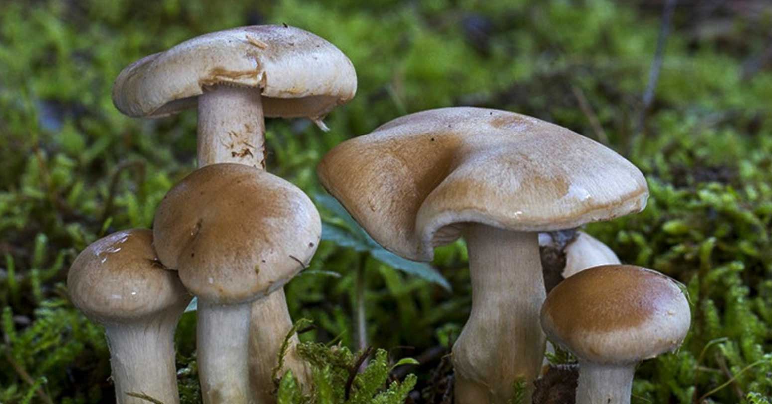 काभ्रेमा जंगली च्याउ खाँदा एकैघरका २ जनाको मृत्यु