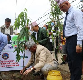 ‘वातावरणमैत्री नमोबुद्ध’का लागि सडकछेउ वृक्षारोपण