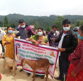 धुलिखेल नगरपालिकाका बिपन्न महिलालाई बाख्रा वितरण