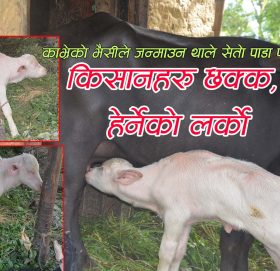 काभ्रेमा भैसीले जन्माउन थाले सेतो पाडा पाडी, किसानहरु छक्क (भिडियो )
