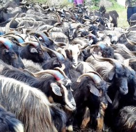 दसैँमा मुस्ताङबाट १५ हजार भेडाच्याङ्ग्रा निकासी हुने