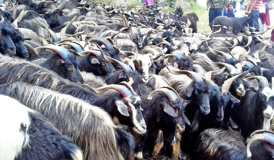 दसैँमा मुस्ताङबाट १५ हजार भेडाच्याङ्ग्रा निकासी हुने