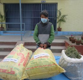 अ बै ध लागु औ ष ध गाँजा सहित काभ्रेका सञ्जय प क्रा उ