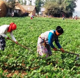 उद्यमी बन्दै काभ्रे पाँचखालका किसान