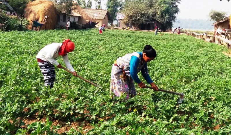 उद्यमी बन्दै काभ्रे पाँचखालका किसान