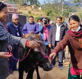 काभ्रेको पनौती नगरपालिकाले वितरण गर्न थाल्यो भैँसीको पाडी