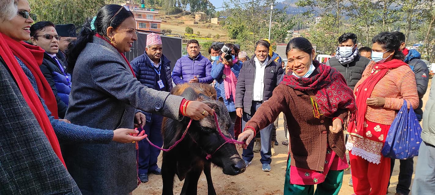 काभ्रेको पनौती नगरपालिकाले वितरण गर्न थाल्यो भैँसीको पाडी