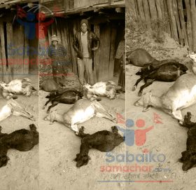 काभ्रेमा बाघको आ तं क, एकै रात ७ वटा खसी बाख्रा मा र्‍यो