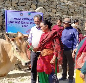काभ्रेका कृषकलाई लैनो गाई वितरण