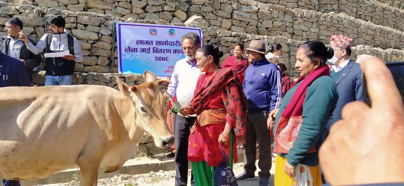 काभ्रेका कृषकलाई लैनो गाई वितरण
