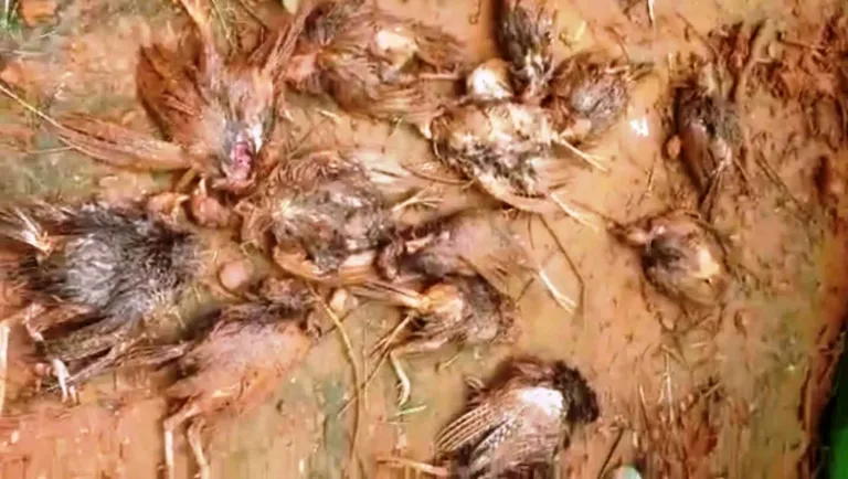 काभ्रेमा चितुवा आतंक: एकै दिन ३५० कालिज मार्‍यो