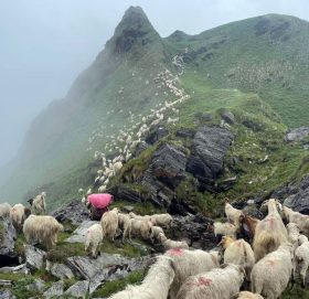 चरनका लागि धौलागिरि आधार शिविर पुगे भेडाका बथान