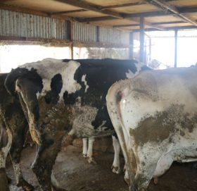 काभ्रेमा ‘लम्पी स्किन’ संक्रमण, धुलिखेलमा २ वटा गाई मरे