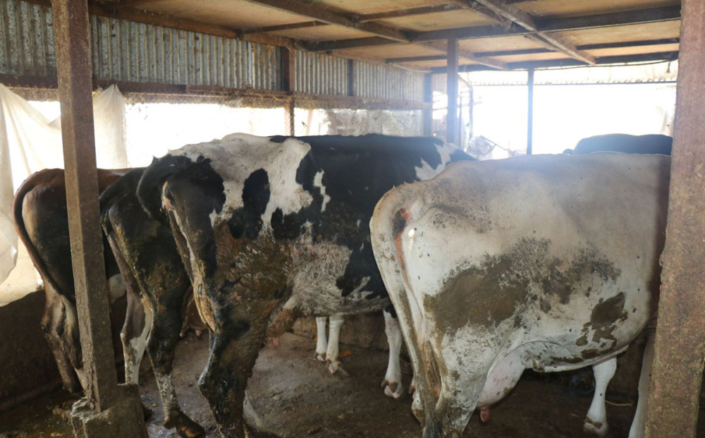 काभ्रेमा ‘लम्पी स्किन’ संक्रमण, धुलिखेलमा २ वटा गाई मरे