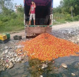 काभ्रेमा गोलभेंडा २ रुपैयाँमा एक झोला, ब्यापारीले फ्याले झिकु खोलामा