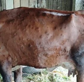 काभ्रेका सबै स्थानीय तहमा फैलियो ‘लम्पी स्किन’
