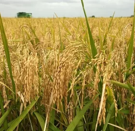 पोखरामा यसवर्ष धानको उत्पादन बढ्ने