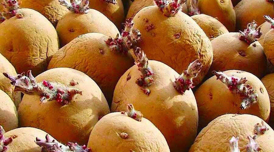 काभ्रेमा ‘हावा’मा आलुको बीउ उत्पादन