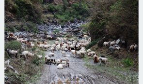 धमाधम बेसी झर्न थाले भेडीगोठ