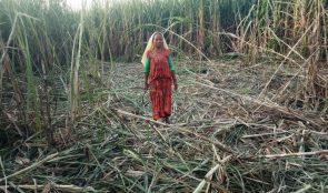 १० लाख ऋण निकालेर लगाएको उखु बालीमा जङ्गली हात्ती