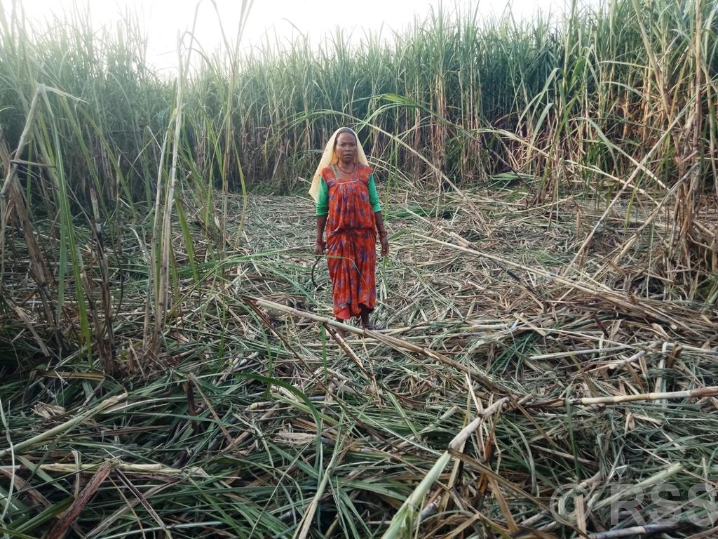 १० लाख ऋण निकालेर लगाएको उखु बालीमा जङ्गली हात्ती
